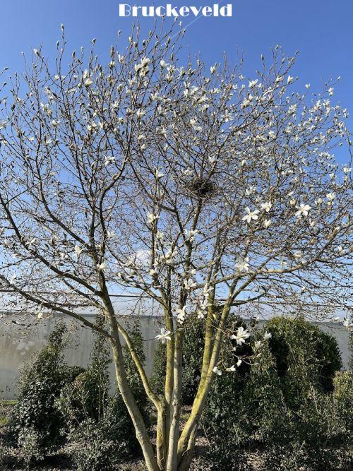 Magnolia kobus