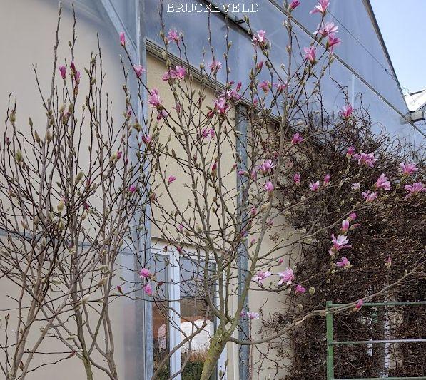 Magnolia loebneri 'Leonard Messel'