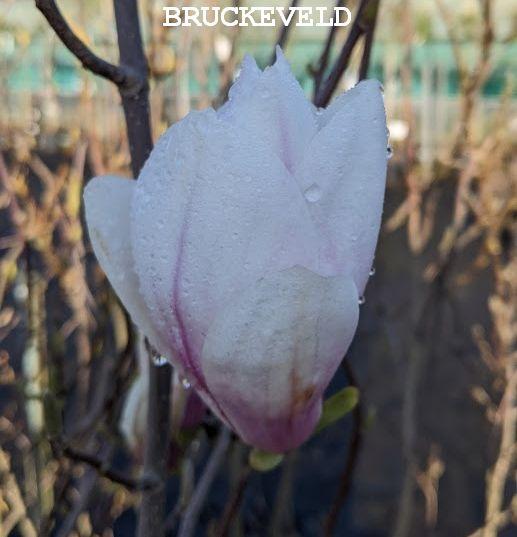 Magnolia soulangeana