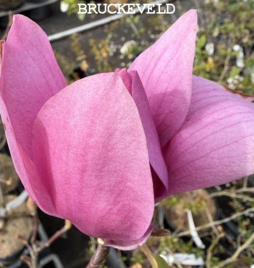 Magnolia vir. 'Vulcan'
