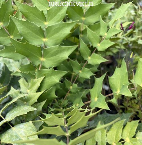 Mahonia media 'Charity'