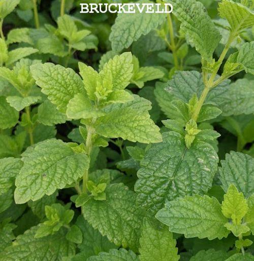 Melissa officinalis citroenmelisse