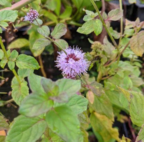Mentha aquatica