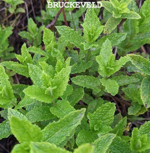 Mentha spicata 'Moroccan'