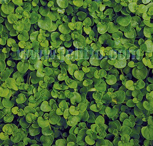 Mentha requienii