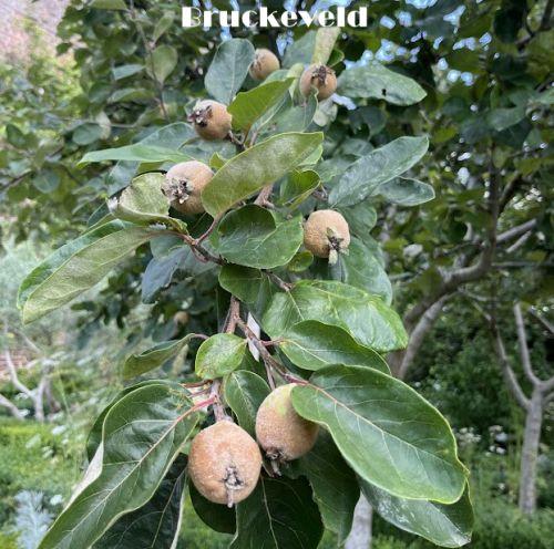 Mespilus germ. 'Westerveld'
