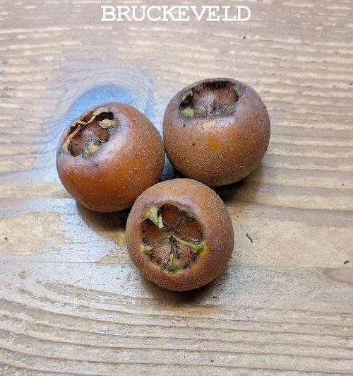 Mespilus germanica  MISPEL