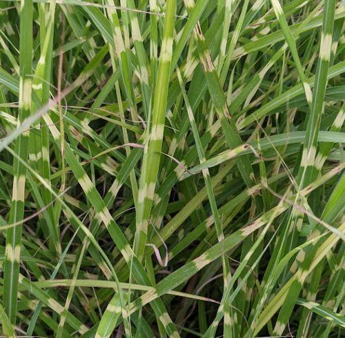 Miscanthus sin. 'Strictus'