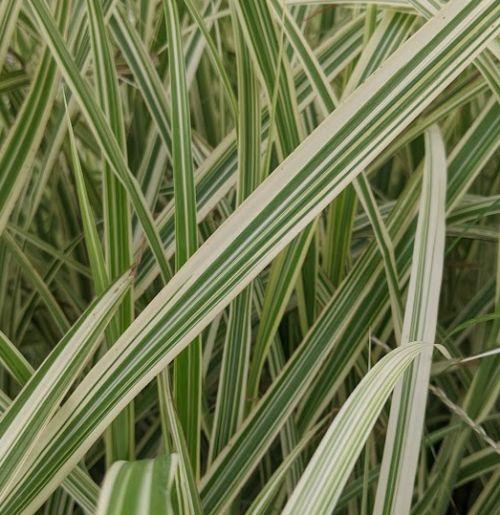 Miscanthus sin. 'Variegatus'
