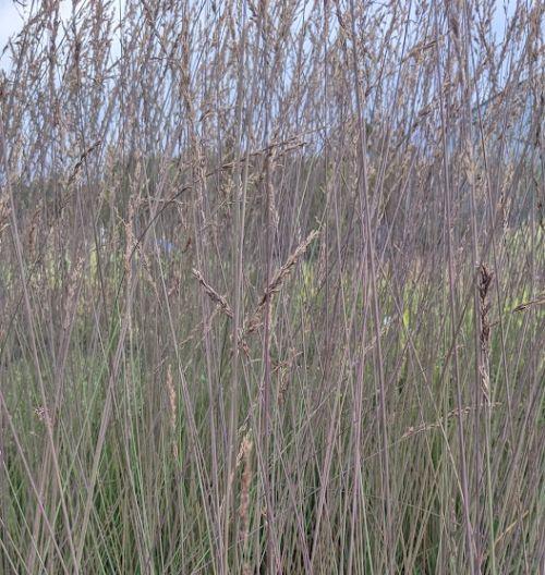 Molinia caerulea 'Edith Dudzuss'