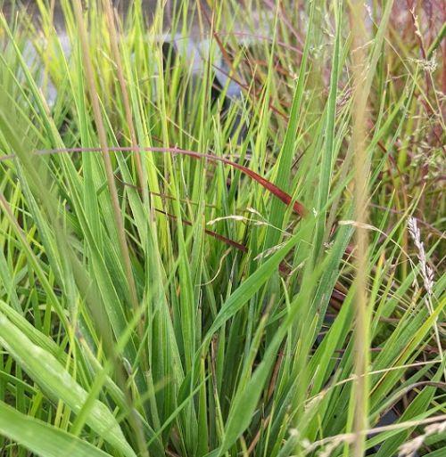 Molinia caerulea 'Heidezwerg'