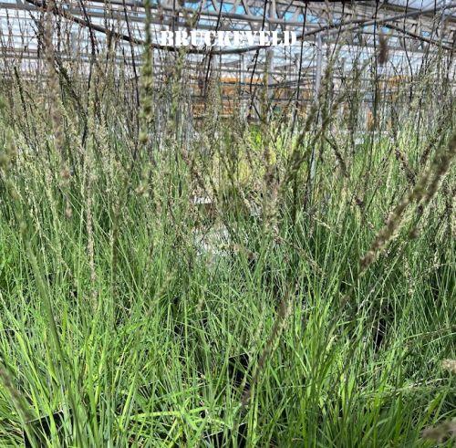 Molinia caerulea 'Moorhexe'