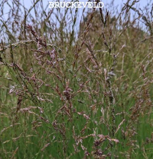 Molinia caerulea 'Poul Petersen'