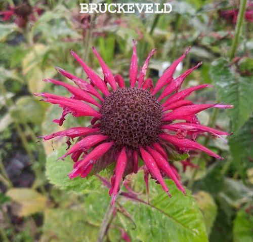 Monarda 'Fireball'