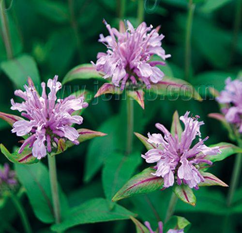 Monarda fistulosa