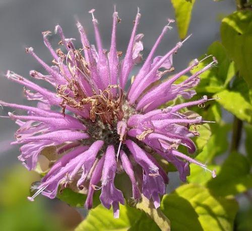 Monarda fistulosa
