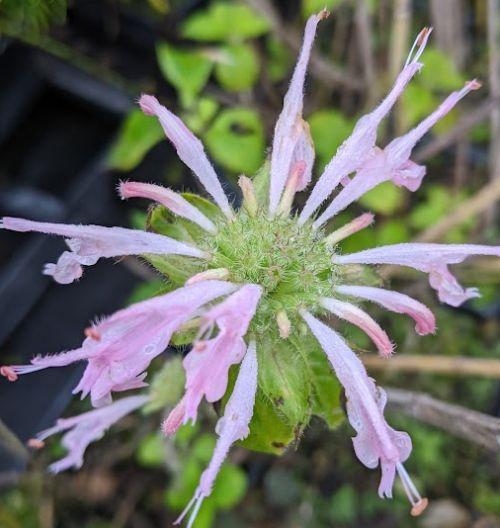 Monarda 'Fishes'