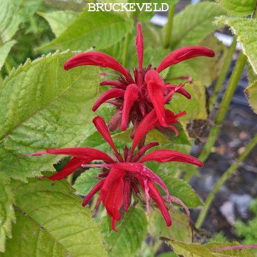 Monarda 'Gardenview Scarlet'
