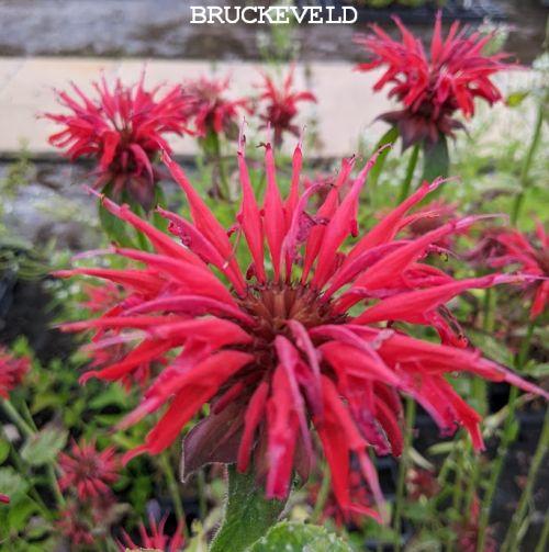 Monarda 'Gardenview Scarlet'