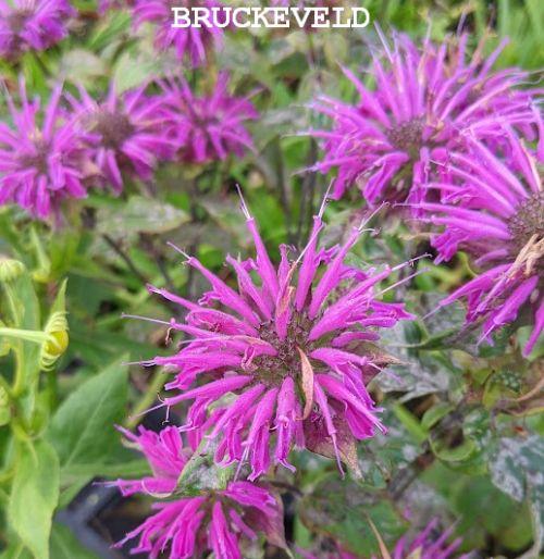 Monarda 'Prärienacht'