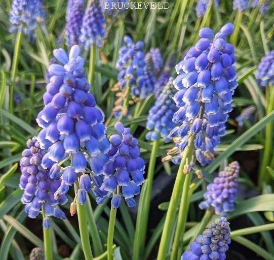 Muscari armeniacum