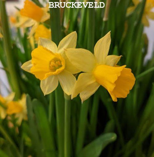 Narcissus 'Tète a Tète' (cyclamineus)