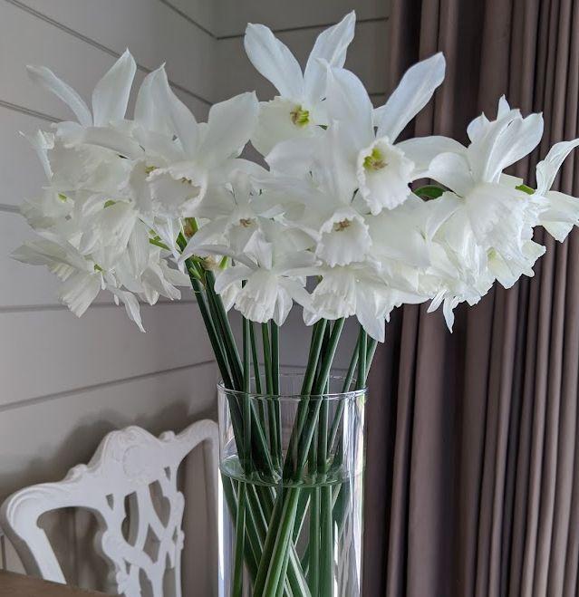 Narcissus 'Thalia' ( triandrus)