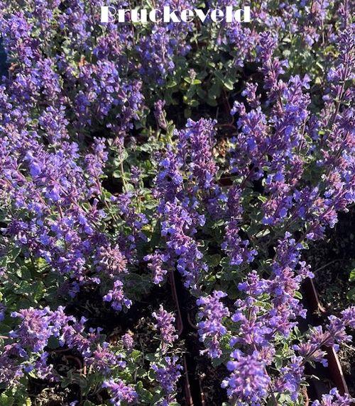 Nepeta 'Cat's Pajamas' PBR