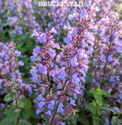 Nepeta 'Cat's Pajamas' PBR