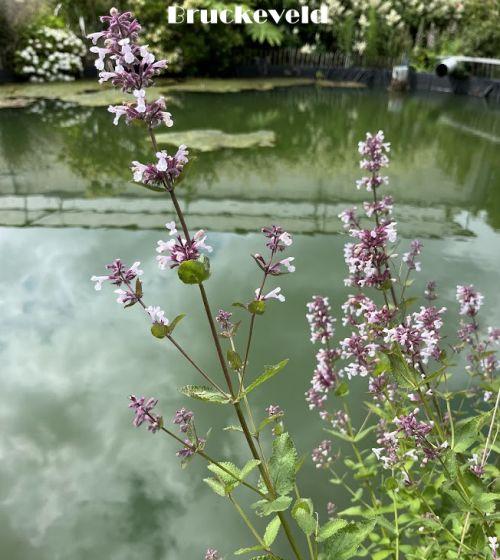 Nepeta grandiflora 'Dawn to Dusk'