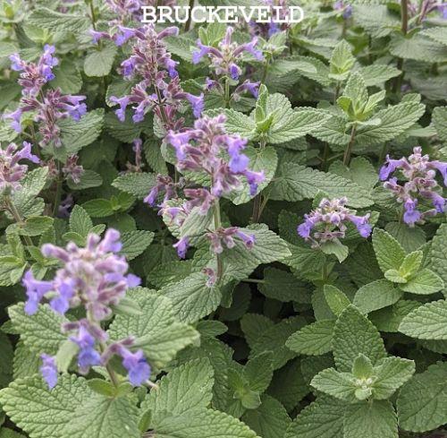 Nepeta grandiflora 'Summer Magic' PBR