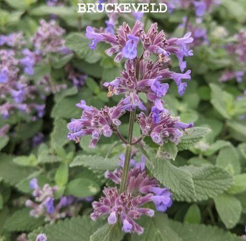 Nepeta grandiflora 'Summer Magic' PBR