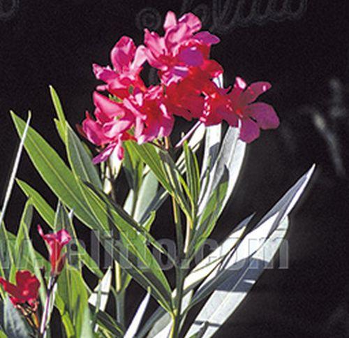 Nerium oleander 'Margaritha'