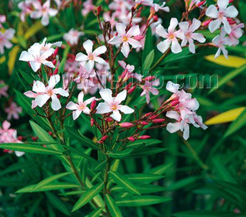 Nerium oleander 'Album'
