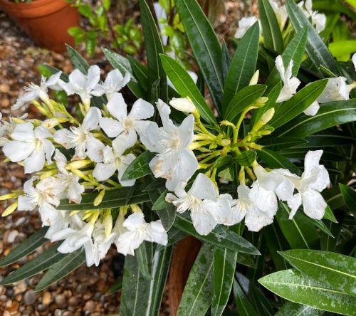Nerium oleander 'Album'