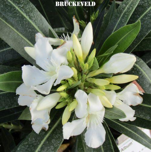Nerium oleander 'Album'