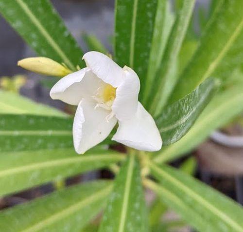 Nerium oleander 'Soeur Agnes'