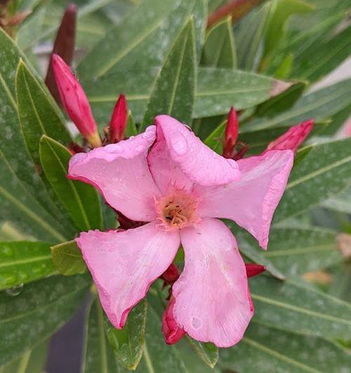 Nerium oleander 'Tito Poggi'