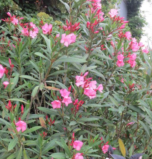 Nerium oleander 'Tito Poggi'