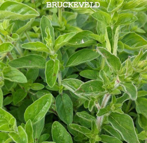 Origanum vulgare ssp. hirtum