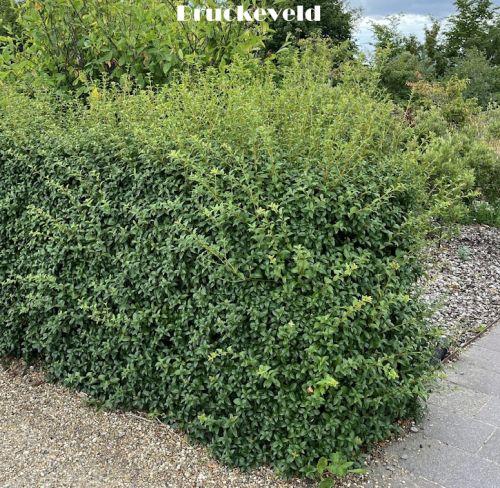 Osmanthus burkwoodii