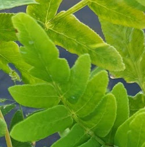 Osmunda regalis