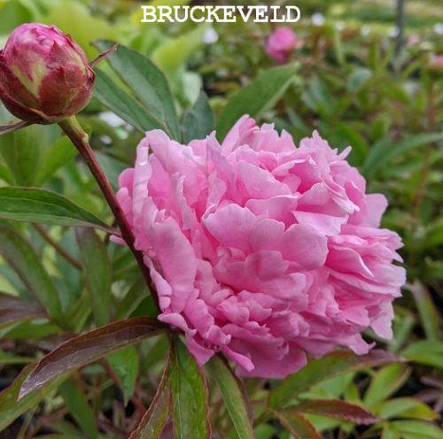 Paeonia Lact. 'Alexander Fleming'