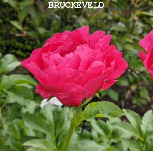 Paeonia Lact. 'Flame'