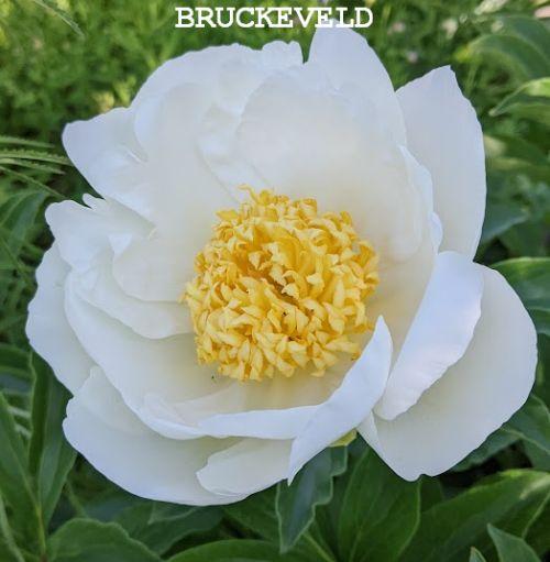 Paeonia Lact. 'Jan Van Leeuwen'