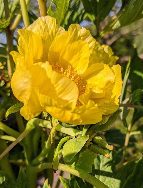 Paeonia lutea ludlowii