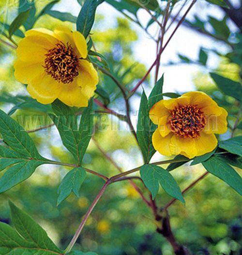 Paeonia lutea ludlowii