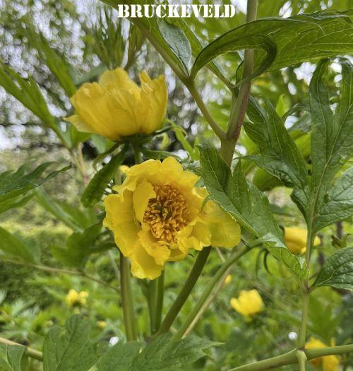 Paeonia lutea ludlowii