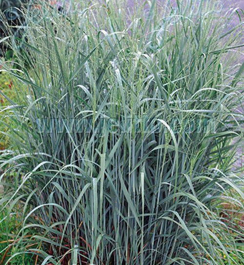 Panicum amarum