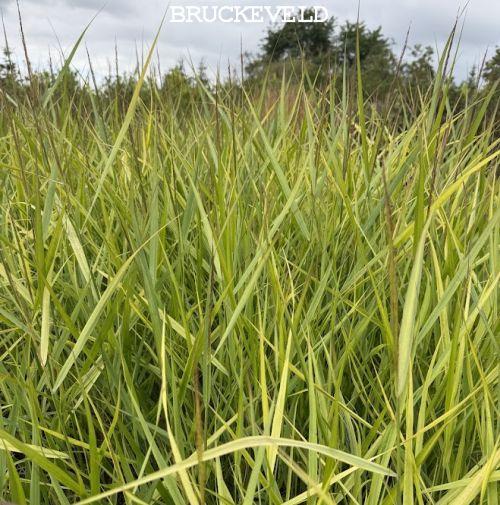 Panicum virgatum 'Rehbraun'